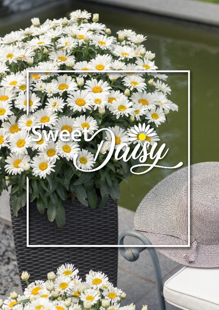 Sweet Daisy