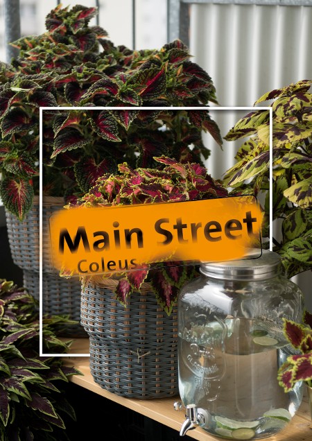 Main Street