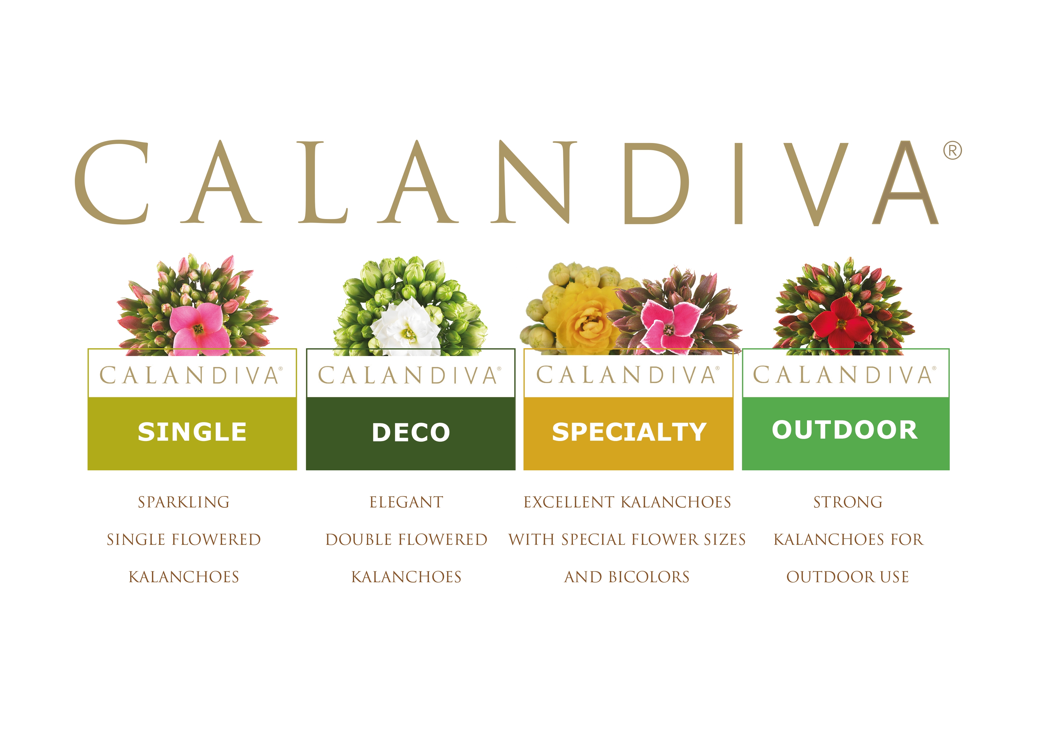 Calandiva®