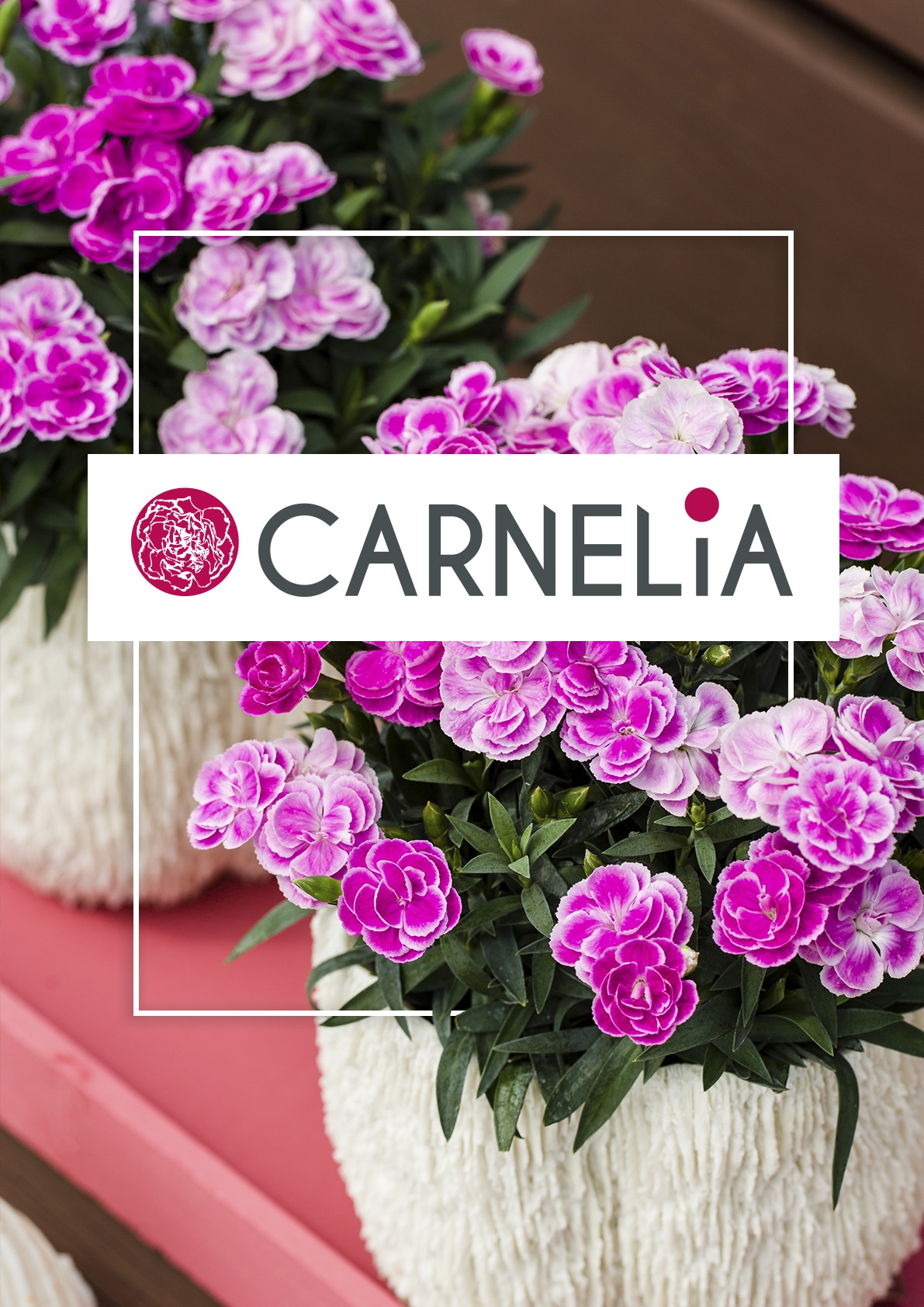 Carnelia®