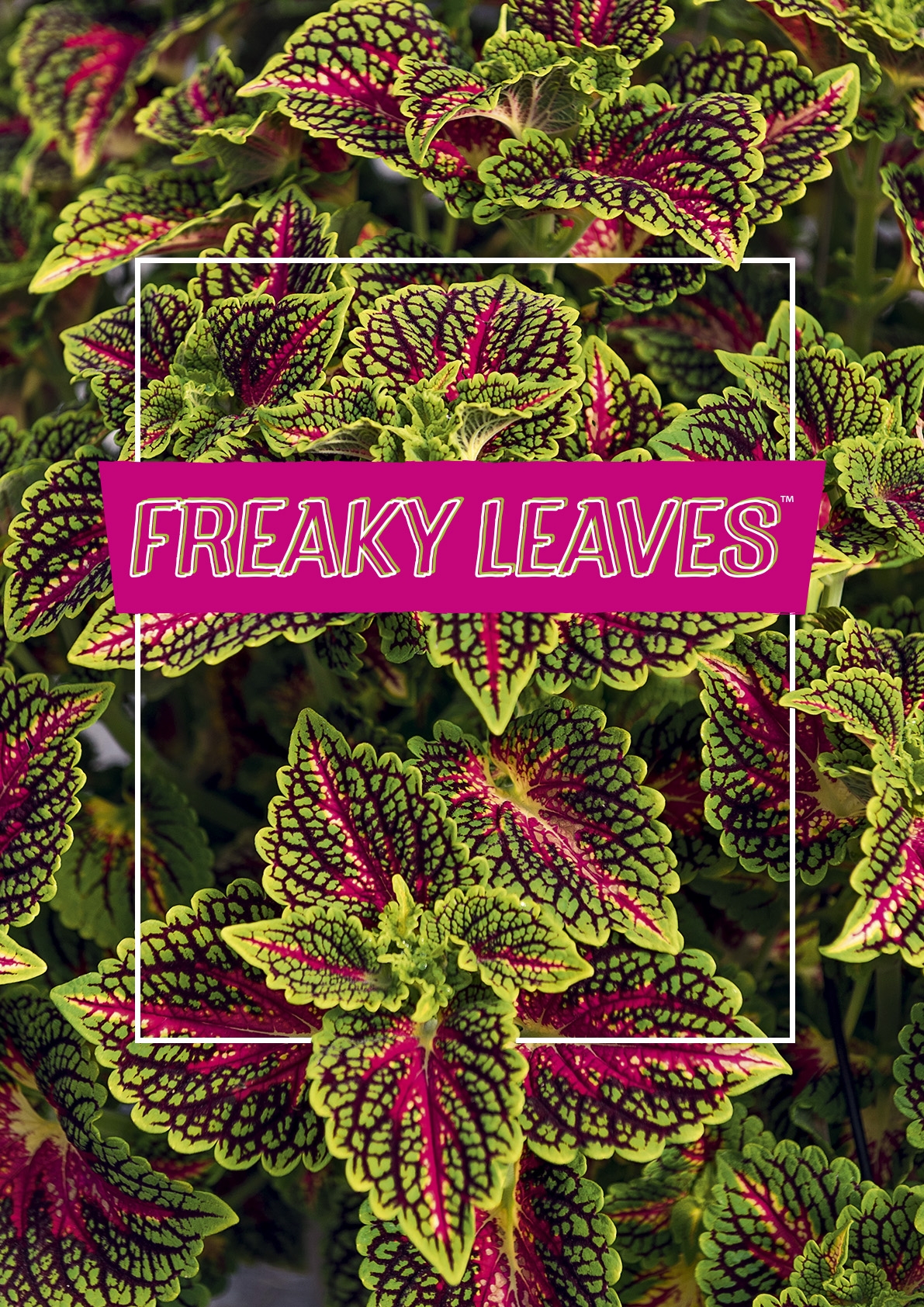 Freaky Leaves®