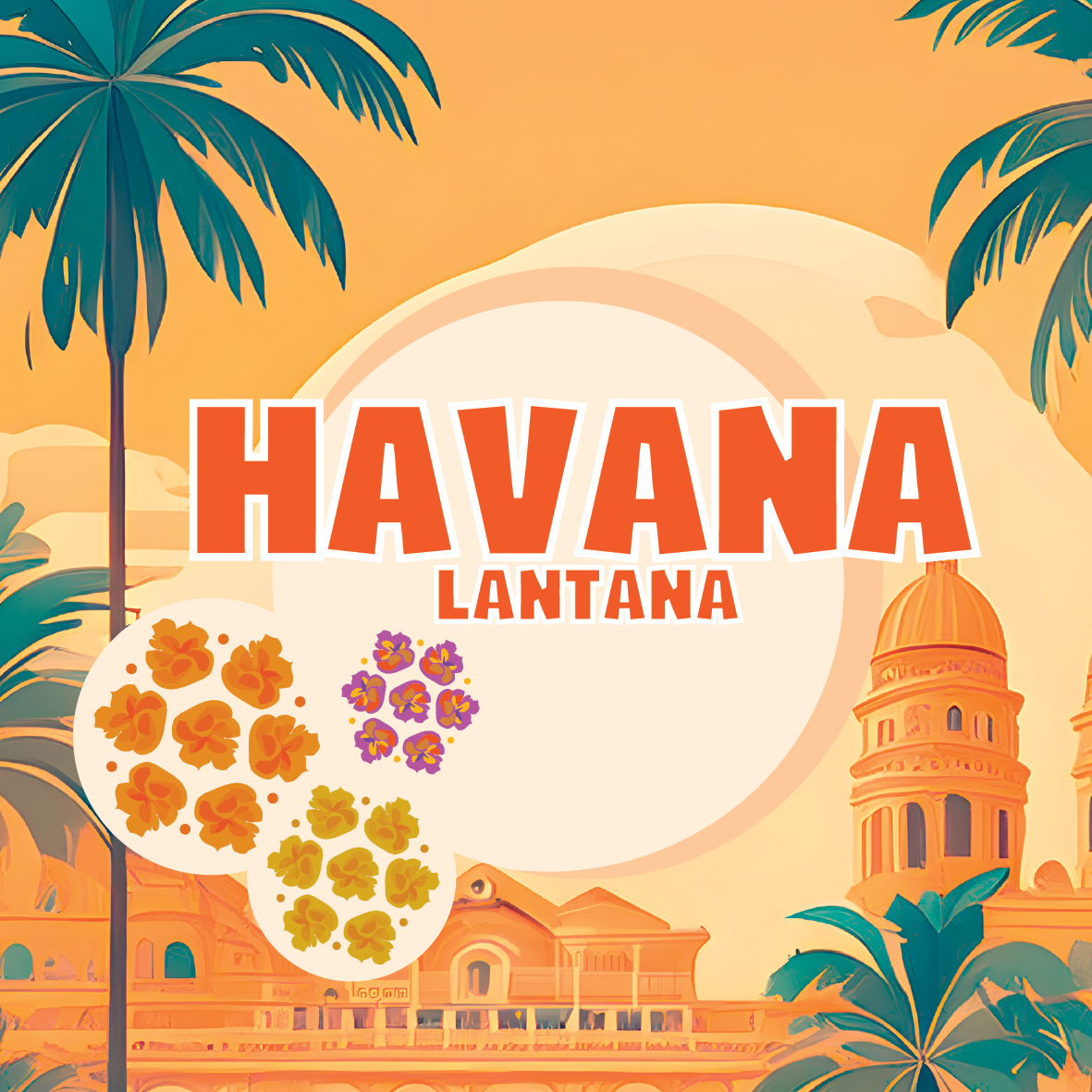 Havana