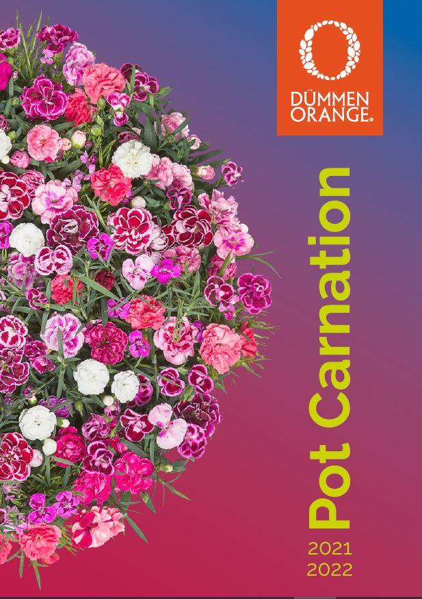 Catalogue Dümmen Orange