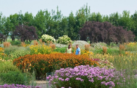 Dümmen Orange in de prijzen op het Appeltern Plantenfestival