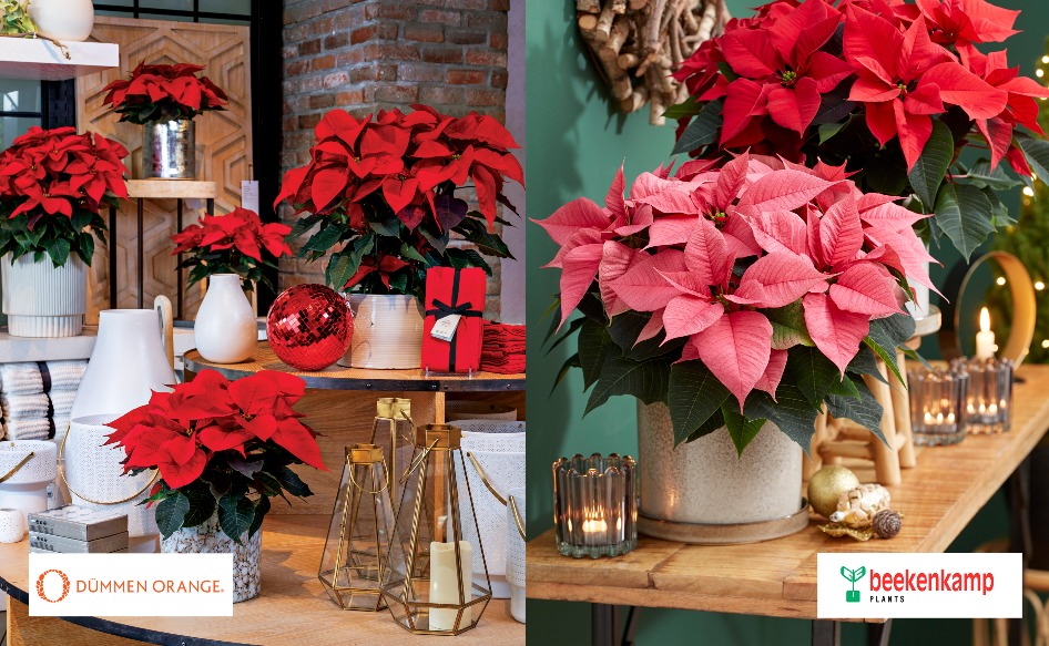 Dmmen Orange and Beekenkamp Plants organizing Poinsettia trials together -  Dmmen Orange